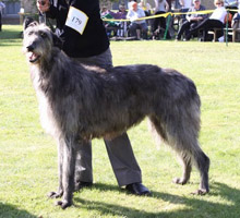 CH MARANDYKE EBONY'S CHOICE TO WOLFSCASTLE